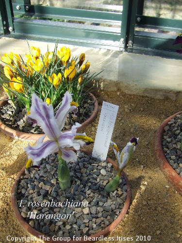 DSCF6550 - I. rosenbachiana 'Harangon'